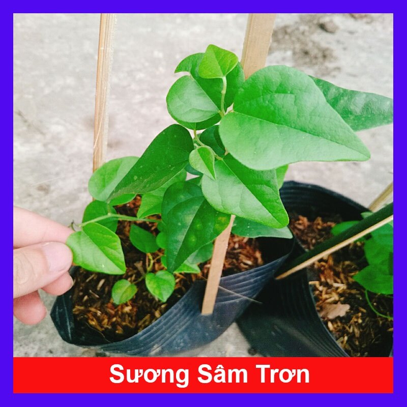 Cây sương sâm trơn