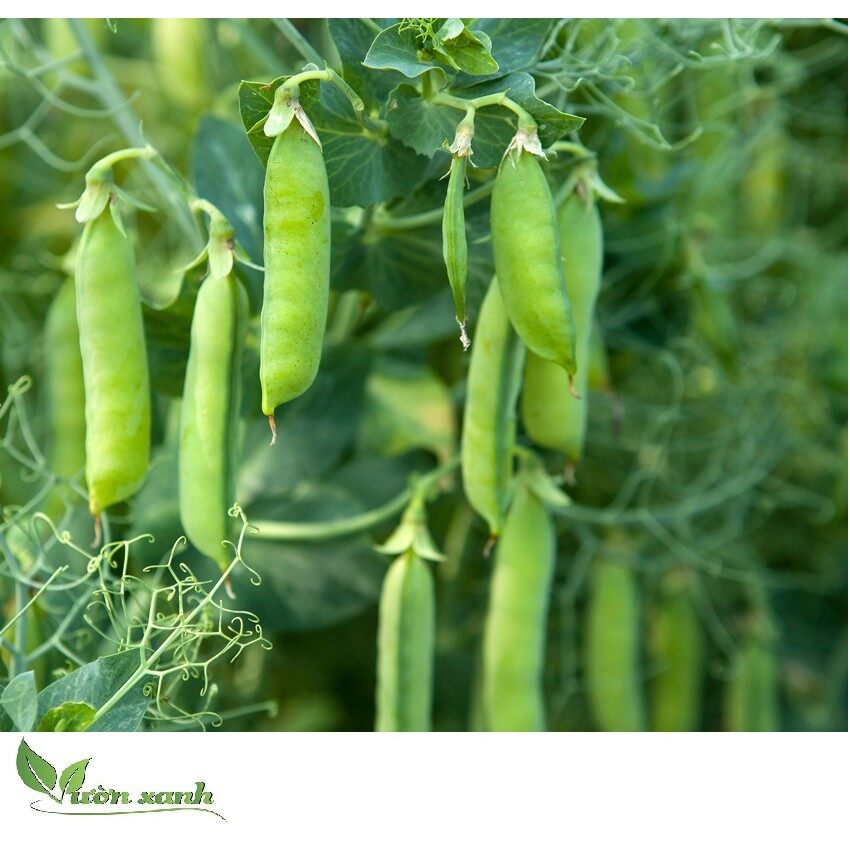 Hạt giống ĐẬU HÀ LAN XANH 10gr