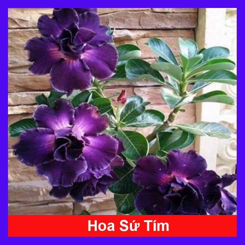 Cây Sứ Thái Kép Hoa Tím - cây cảnh trong nhà