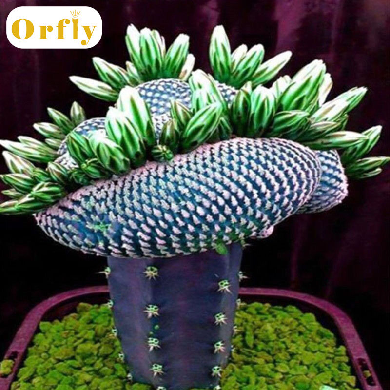 1 túi hạt giống cây xương rồng châu phi siêu hiếm cây xương rồng cây lọc không khí trang trí bonsai