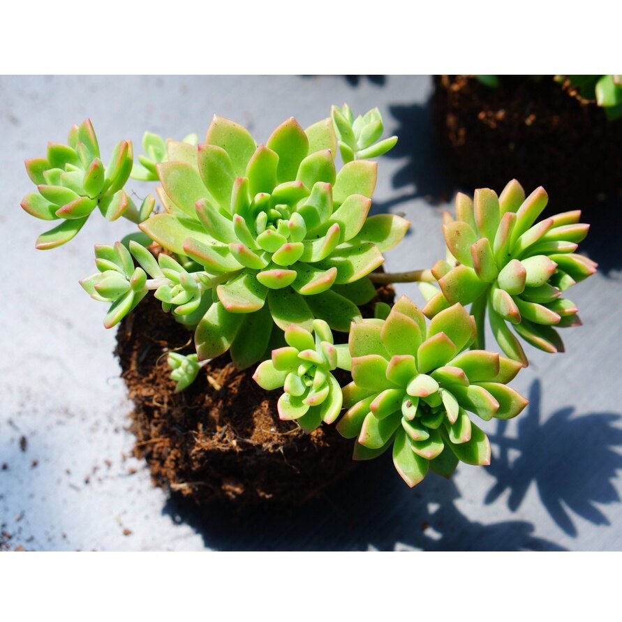 Sen đá mặt trời cam chậu trung size 8-9cm