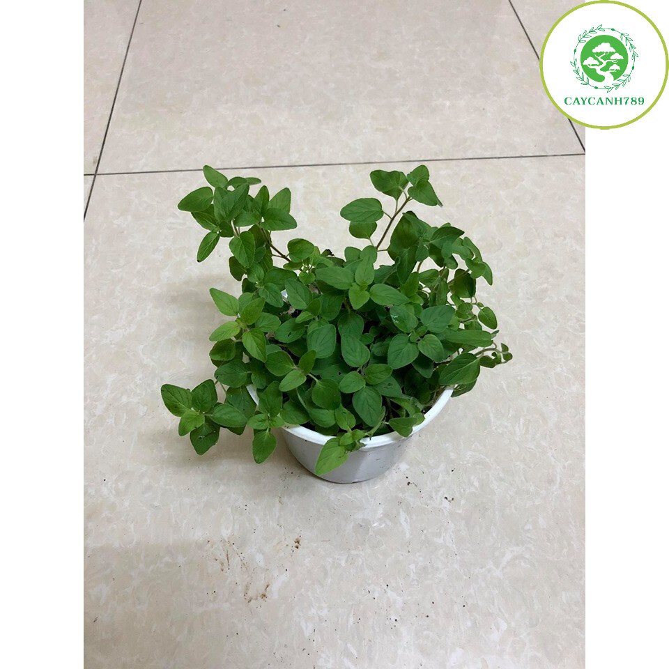 Cây kinh giới dại Oregano - Cây gia vị