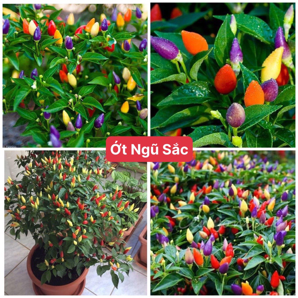 Hạt giống ớt ngũ sắc f1 dễ trồng năng suất cao