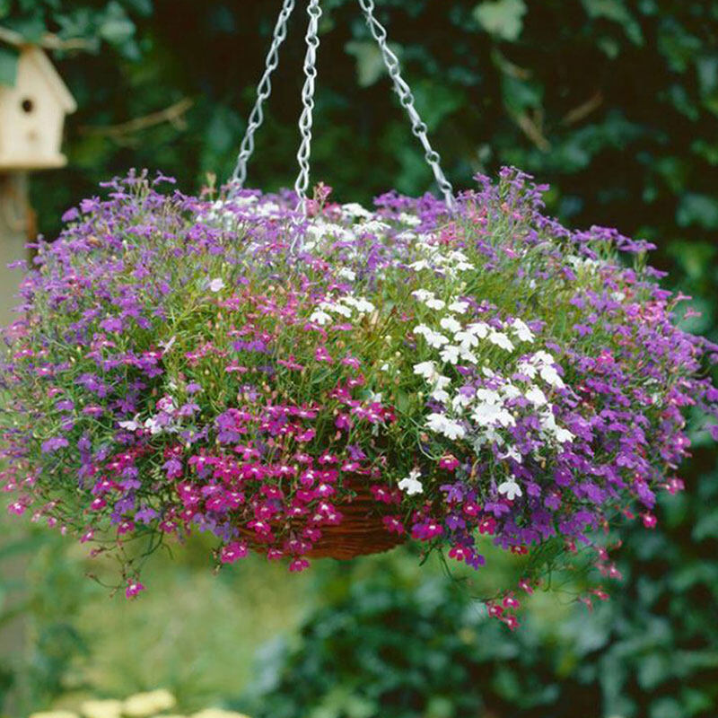 bluesea Mix of waterfall drag lobelia -100 seeds-lobelia pendula-ornament