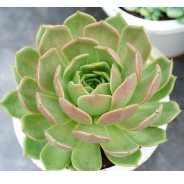 SEN ĐÁ ĐẾ VƯƠNG XÁM 15CM CỰC KHỎE - THUẦN KHÍ HẬU ĐÀ LẠT