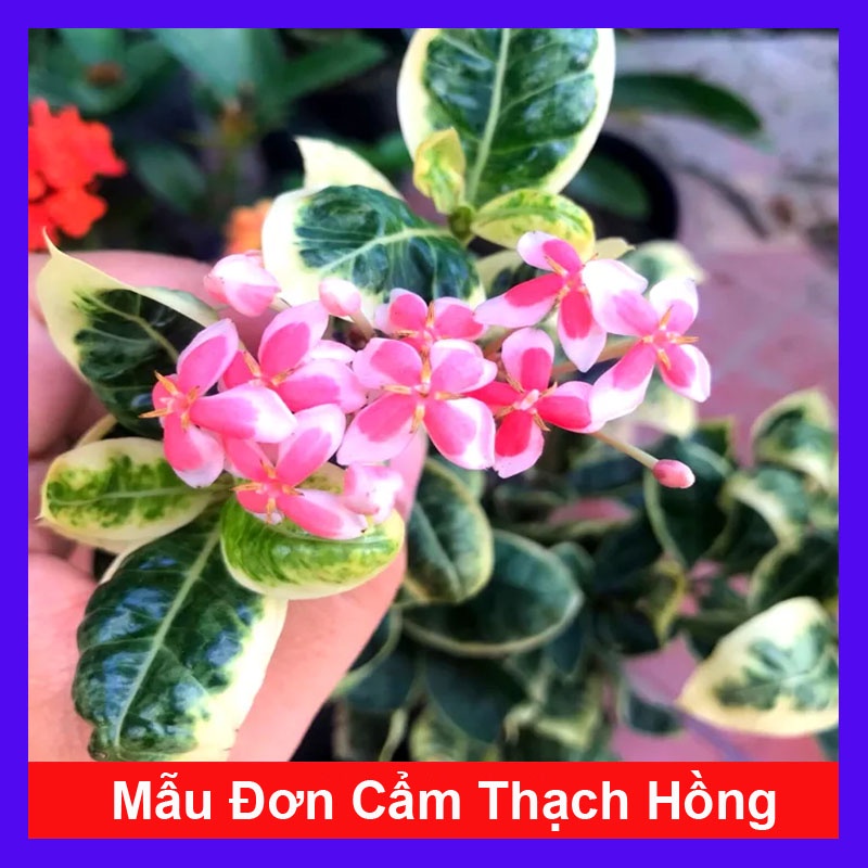 Cây mẫu đơn cẩm thạch hồng - cây bông trang cẩm thạch hồng