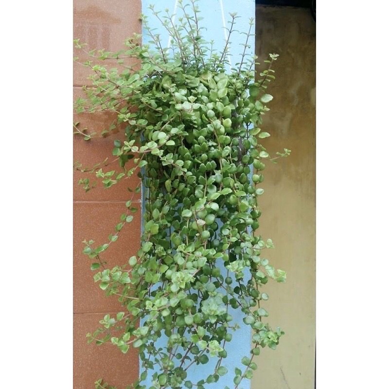 Cây vảy rồng 10cm