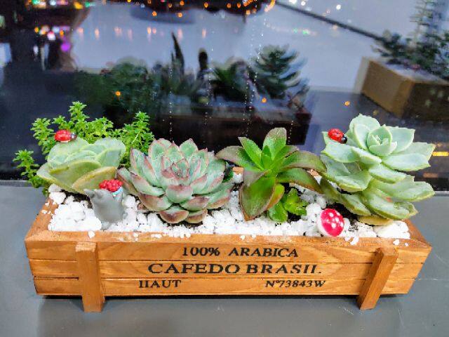 Chậu gỗ trồng cây cảnh Cafedo