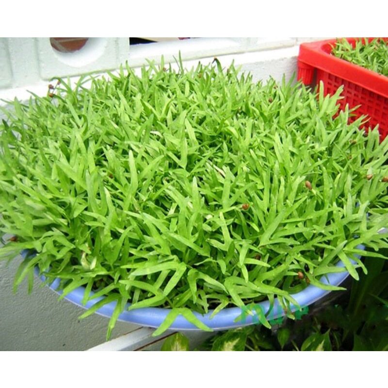 Gói 50g hạt giống rau mầm muống