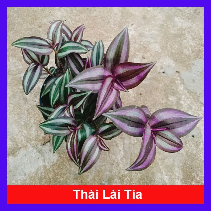 Cây thài lài tía