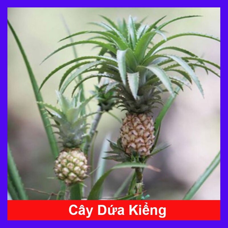 Cây dứa cảnh - cây thơm baby