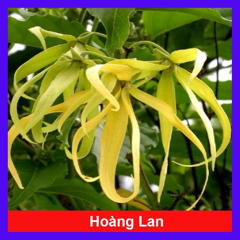 Cây Hoàng Lan (Cây Ngọc Lan Vàng - Cây Bông Chúa) - Hoa có hương thơm dễ chịu