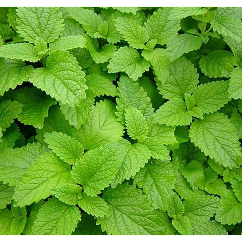Hạt giống rau húng chanh gói 2gr
