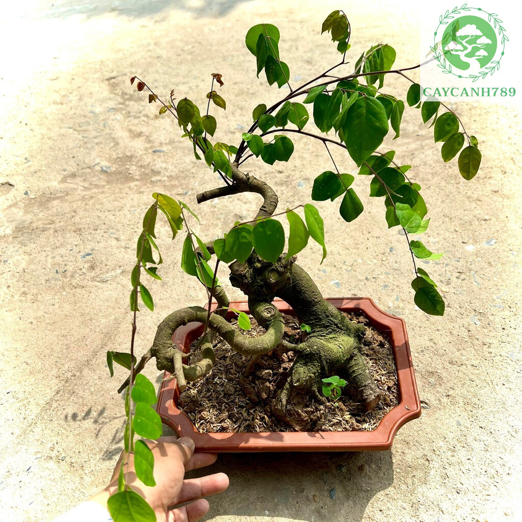Cây khế bonsai cao 30-40cm - khế ngọt.