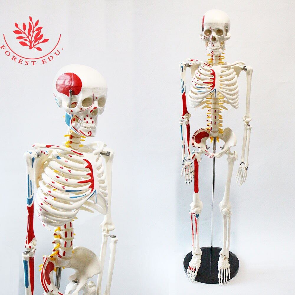 FRT009 Half Muscle Insertion Coloring Human Skeleton Anatomy Model 85Cm
