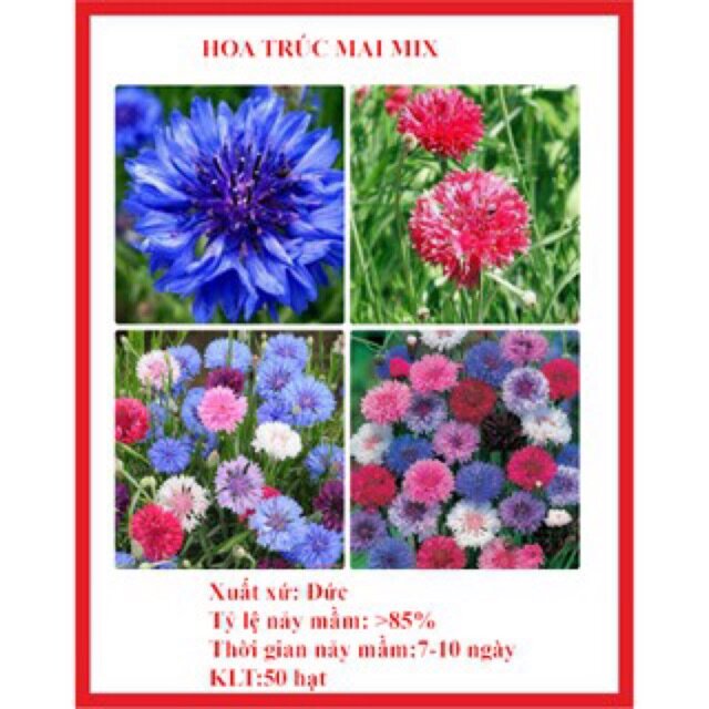Hạt giống hoa Trúc Mai mix nhiều mau 100 hạt