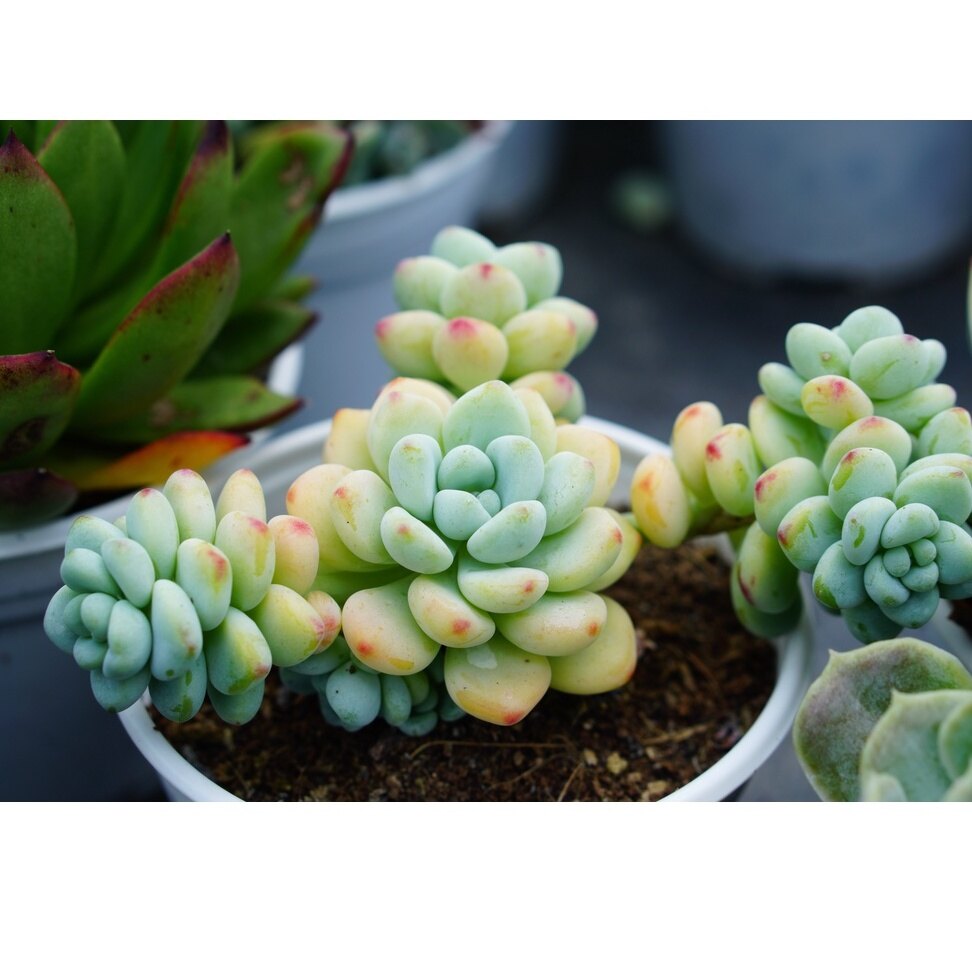 SEN ĐÁ THIÊN THANH 10cm - HƯ 1 ĐỔI 1