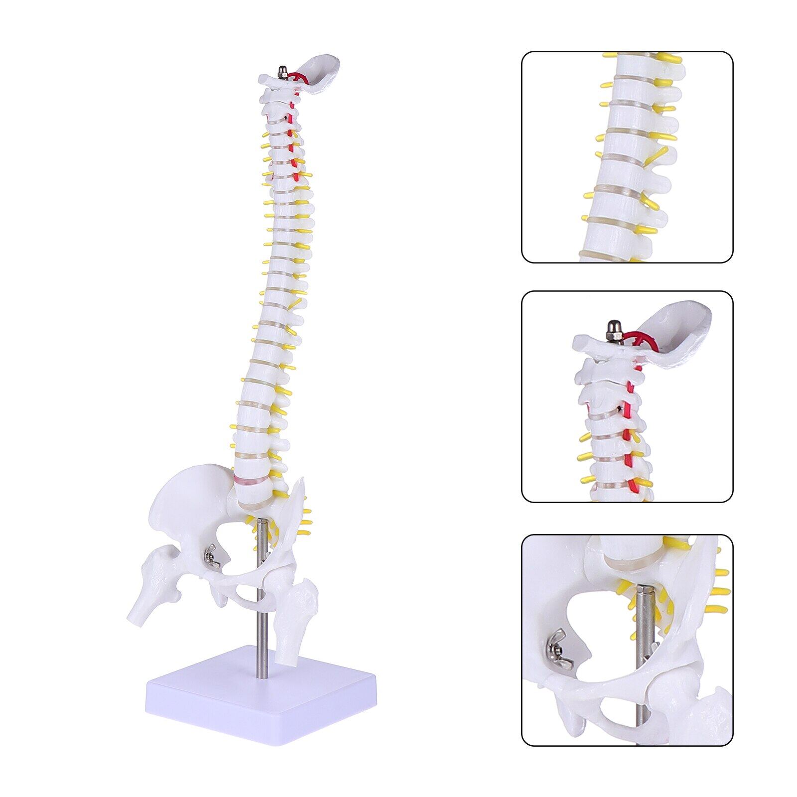 Model Spine Anatomy Human Anatomical Spinal Nerves Training Models