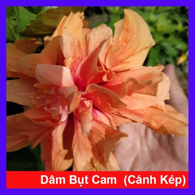 Cây Hoa Dâm Bụt cánh kép - cây cảnh trong nhà