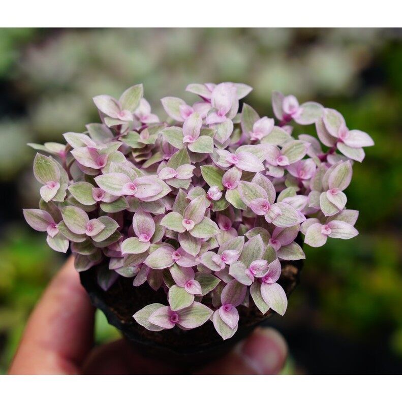 Sen đá sedum pink lady bầu nhỏ -lỗi 1 đổi 1