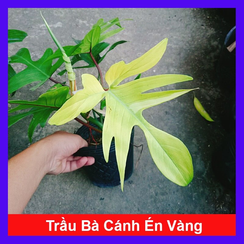 Trầu Bà Cánh Én Vàng - Philodendron Florida Ghost