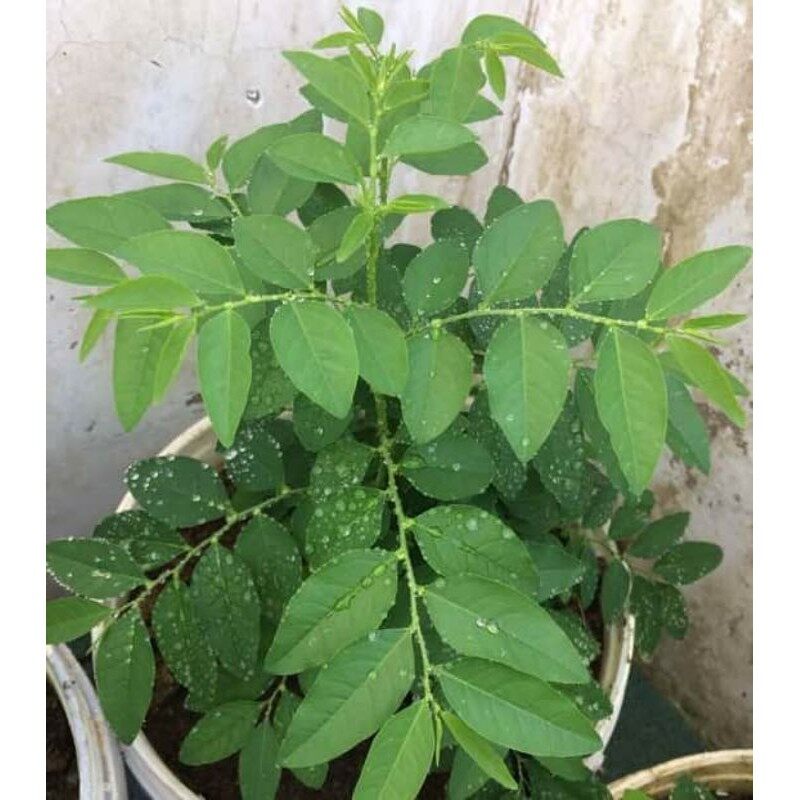 Hạt giống rau ngót Việt HN gói 50 hạt