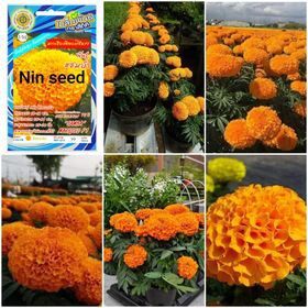 Hạt giống hoa cúc vạn thọ mỹ cam f1