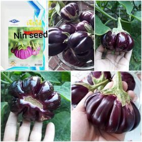 300h - hạt giống cà tím múi thái lan