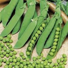 Hạt giống đậu hà lan gói 50g