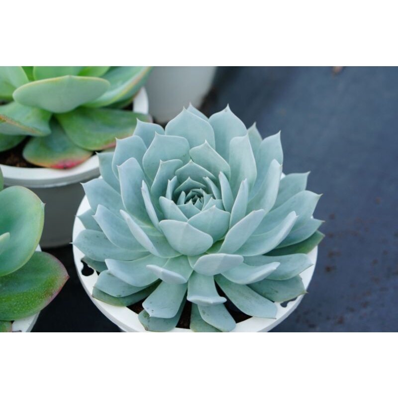 Sen đá ngọc trinh chậu treo 15cm. hư 1 bù 1
