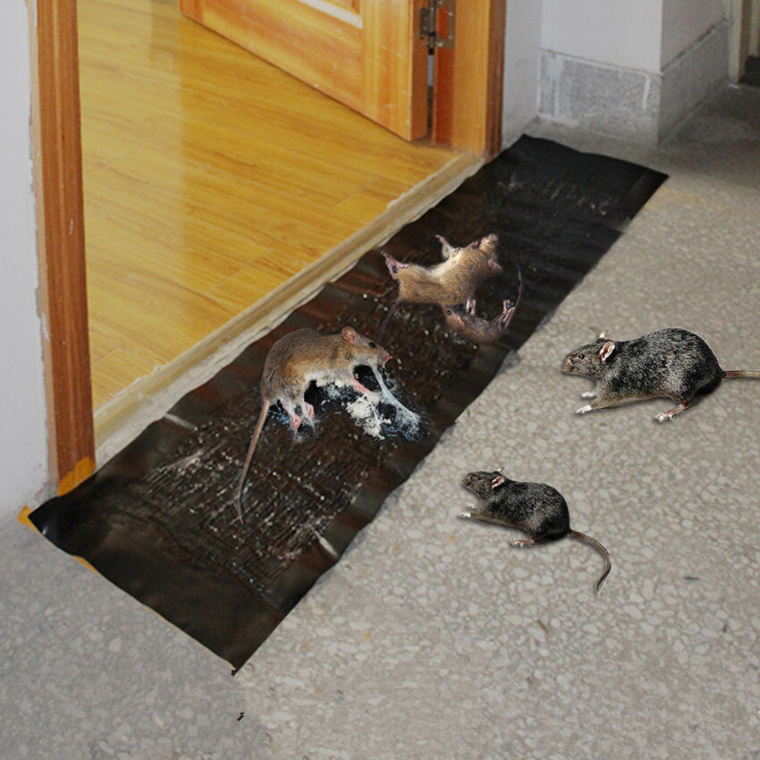 【In Stock】5PCS Mouse Board Sticky Mice Glue Trap High Effective Rodent Rat Snake Bugs Catcher Pest Control Reject Non-Toxic Eco-Friendly ราคา 64 บาท*ส่งฟรี