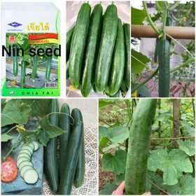 Dưa chuột nhật hạt lép f1
