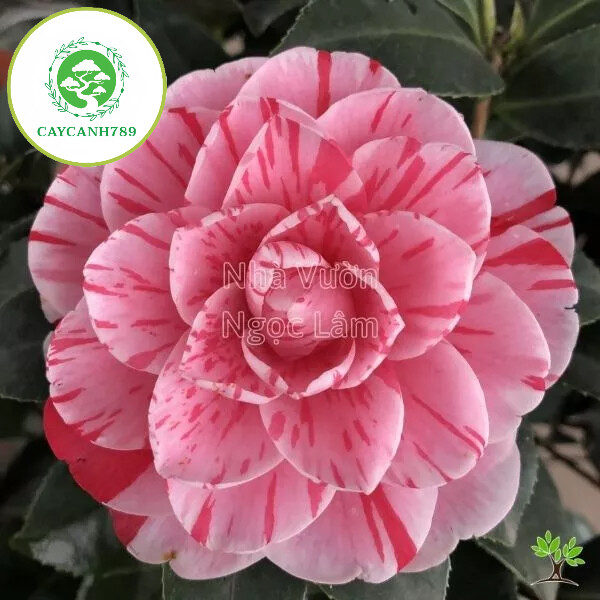 Cây trà my ngũ sắc giống thoát thân cao 60-70cm