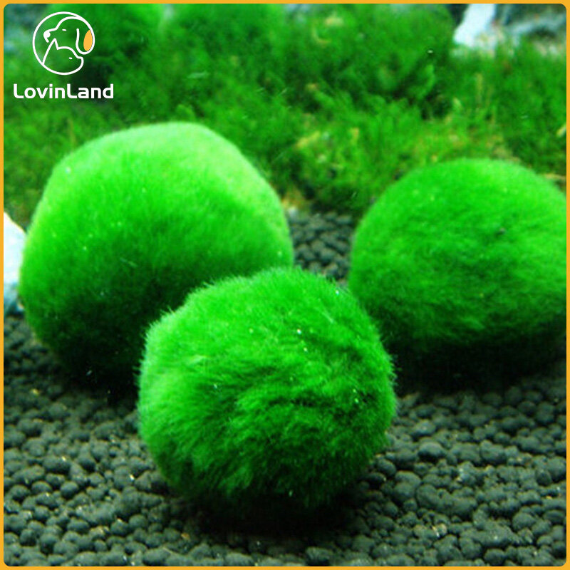 Marimo Bóng Rêu Tảo Marimo Rong Biển Trang Trí Hồ Cá Thật 100% Và Tảo Biển Rêu Nhật Bản May Mắn Rong