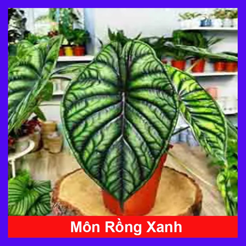 Môn Rồng Xanh - Alocasia Dragon Scale