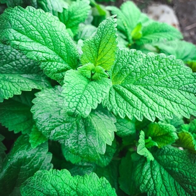 Hạt Giống Lemon Balm