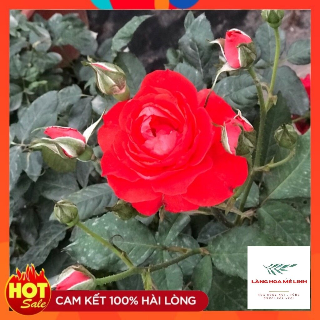 Hoa hồng ngoại tố nữ 🌞🌞- cây dễ trồng , màu đỏ tươi.🌞🌞-