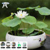 B-F Bowl Lotus Hydroponic Plant Seed Set Flower Seed Water Lily Lotus Seed Potted For Indoor