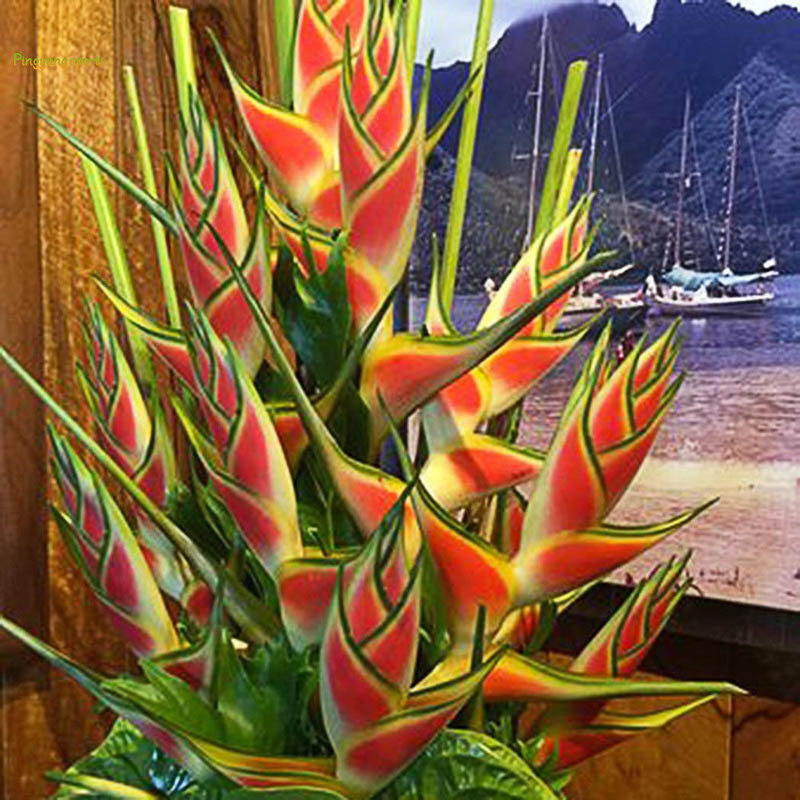 50 Hạt Giống Cây Cảnh Heliconia Wagneriana Hiếm Ti-m, Trang Trí Cây Cảnh Vườn Nhà