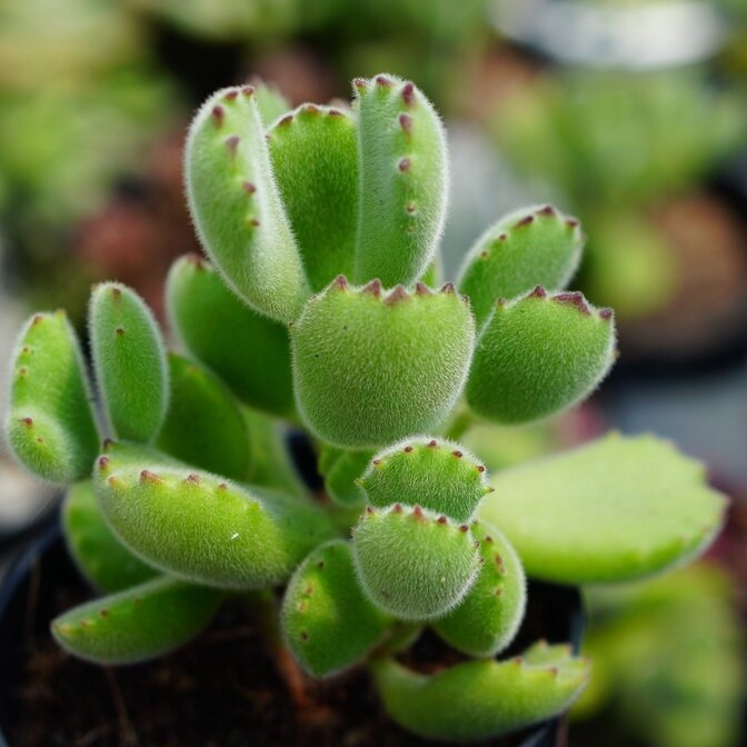 SEN ĐÁ MỚI 8CM - HƯ 1 ĐỔI 1