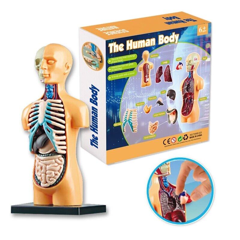 3D Human Torso Body Anatomy Model Toy Human Body Organ Assembly Learning