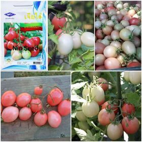 Hạt giống cà chua trứng hồng