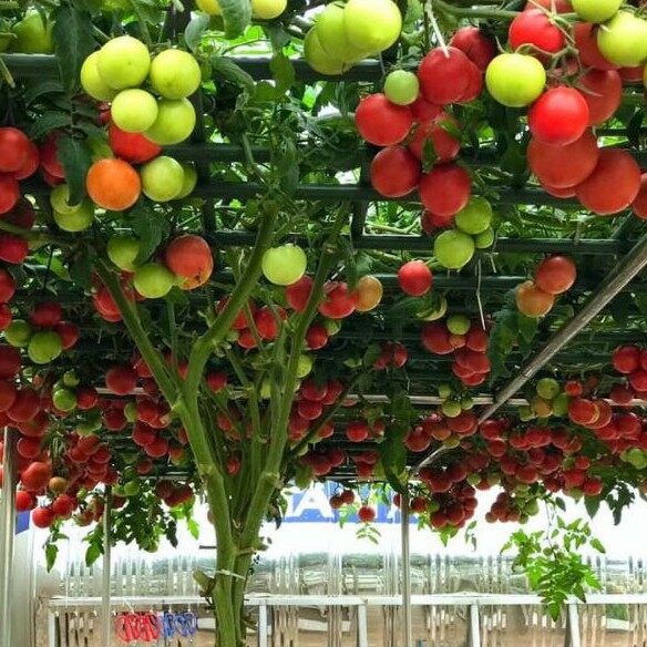 Hạt giống cà chua bạch tuộc NK