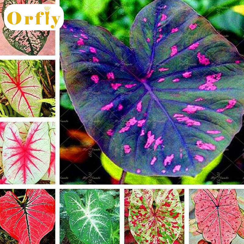 100 Hạt Giống Caladi Màu Hỗn Hợp Hạt Giống Hoa Vườn Nhà Đẹp