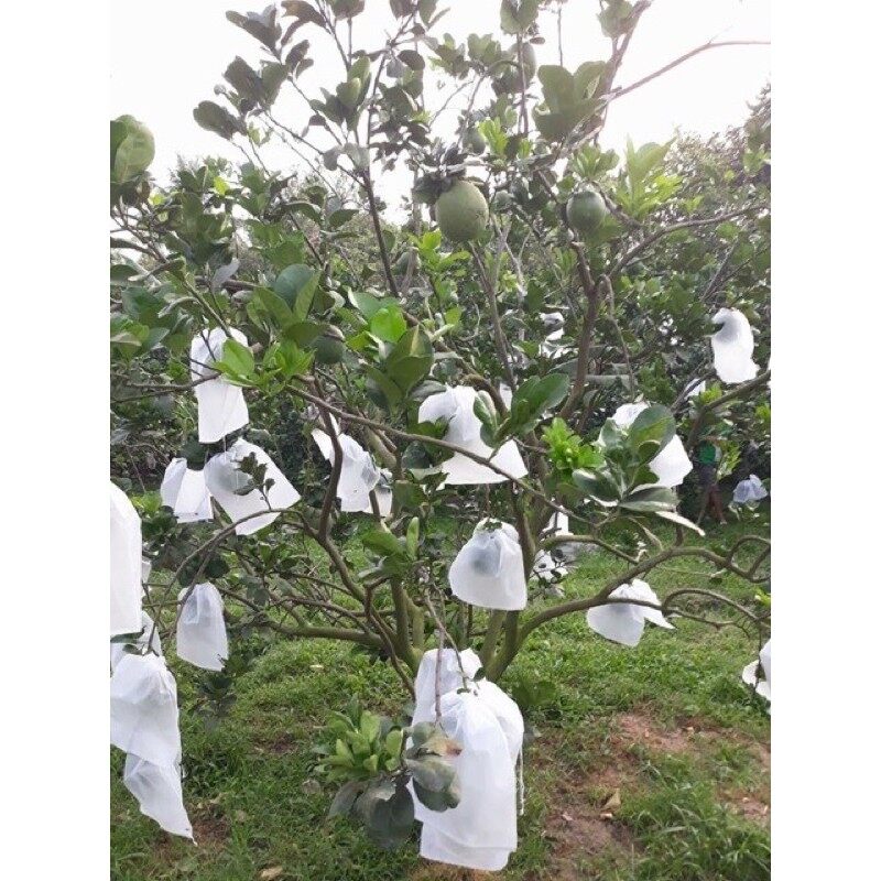 100 túi 30x30cm túi bọc trái cây bưởi diễn