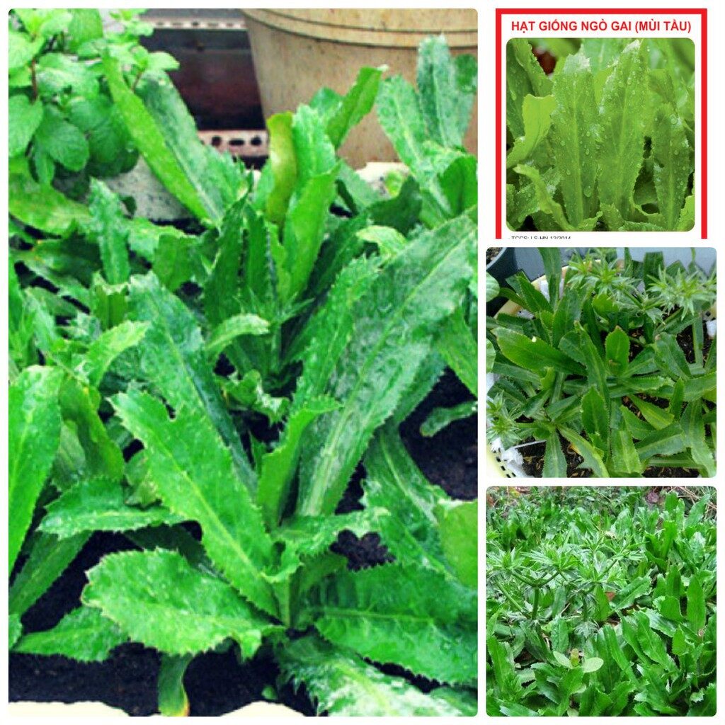 Ma43 hạt giống ngò gai 1gr 50 hạt