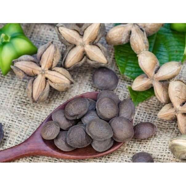 Hạt giống cây sachi