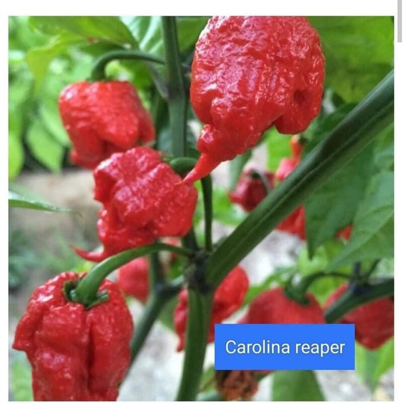 Cây giống ớt Carolina Reaper cay nhất thế giới.