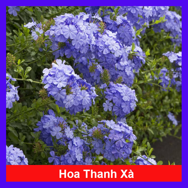 Cây Thanh Xà - hoa nở bắt mắt thích hợp trang trí trong nhà -